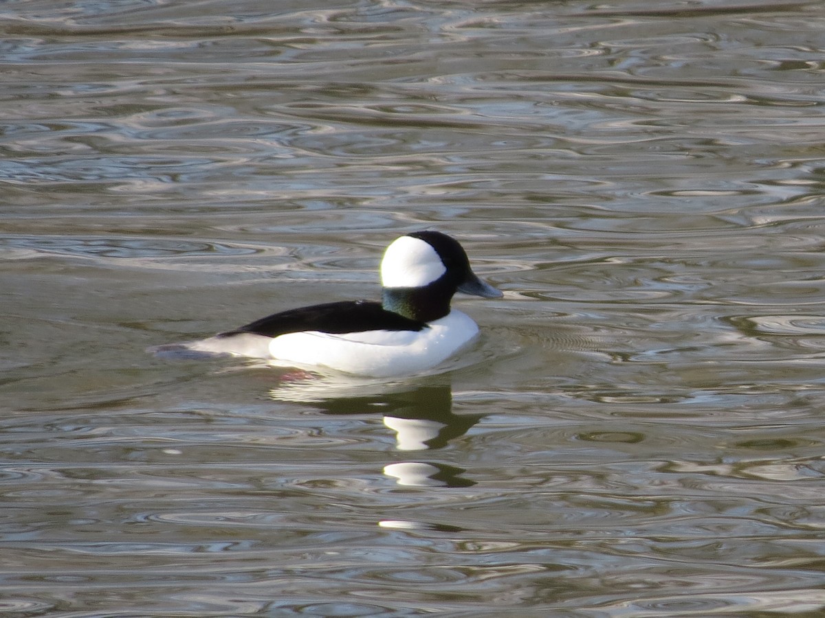 Bufflehead - ML652598814