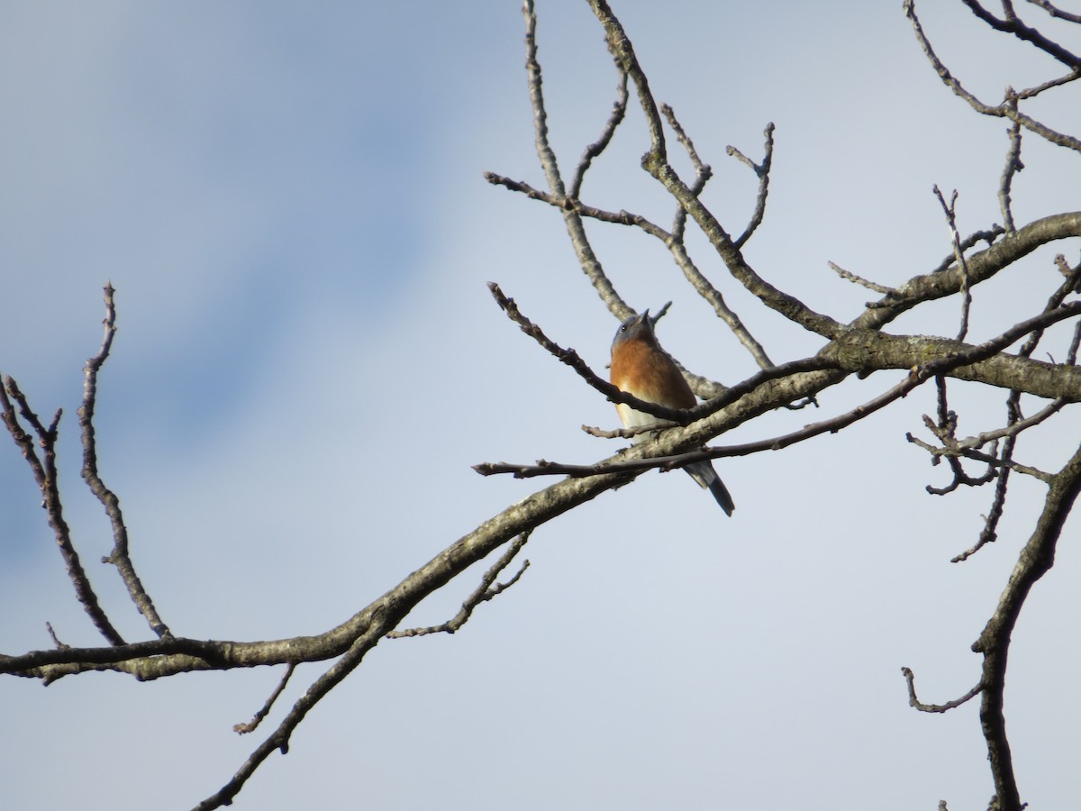 Eastern Bluebird - ML652598846