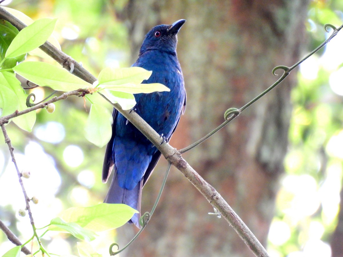 ルリコノハドリ - ML652598852