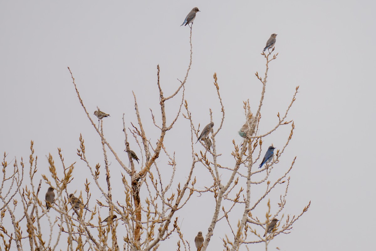 マツノキヒワ - ML652598973