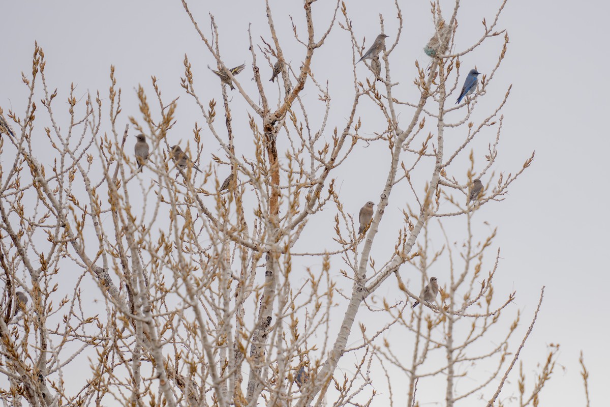 マツノキヒワ - ML652599000