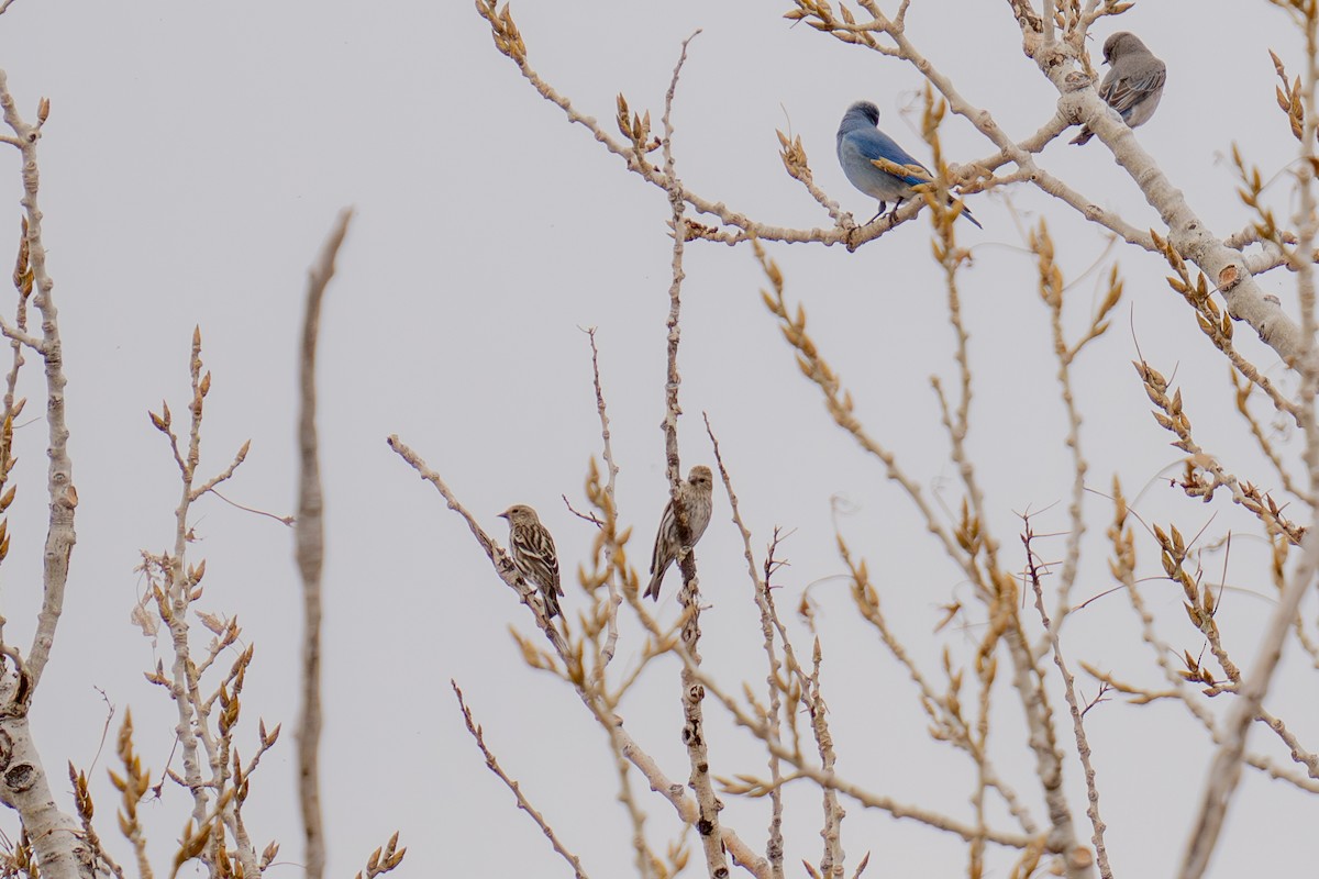 マツノキヒワ - ML652599014