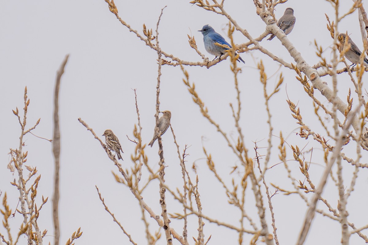 マツノキヒワ - ML652599020