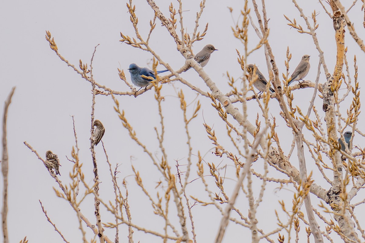 マツノキヒワ - ML652599027