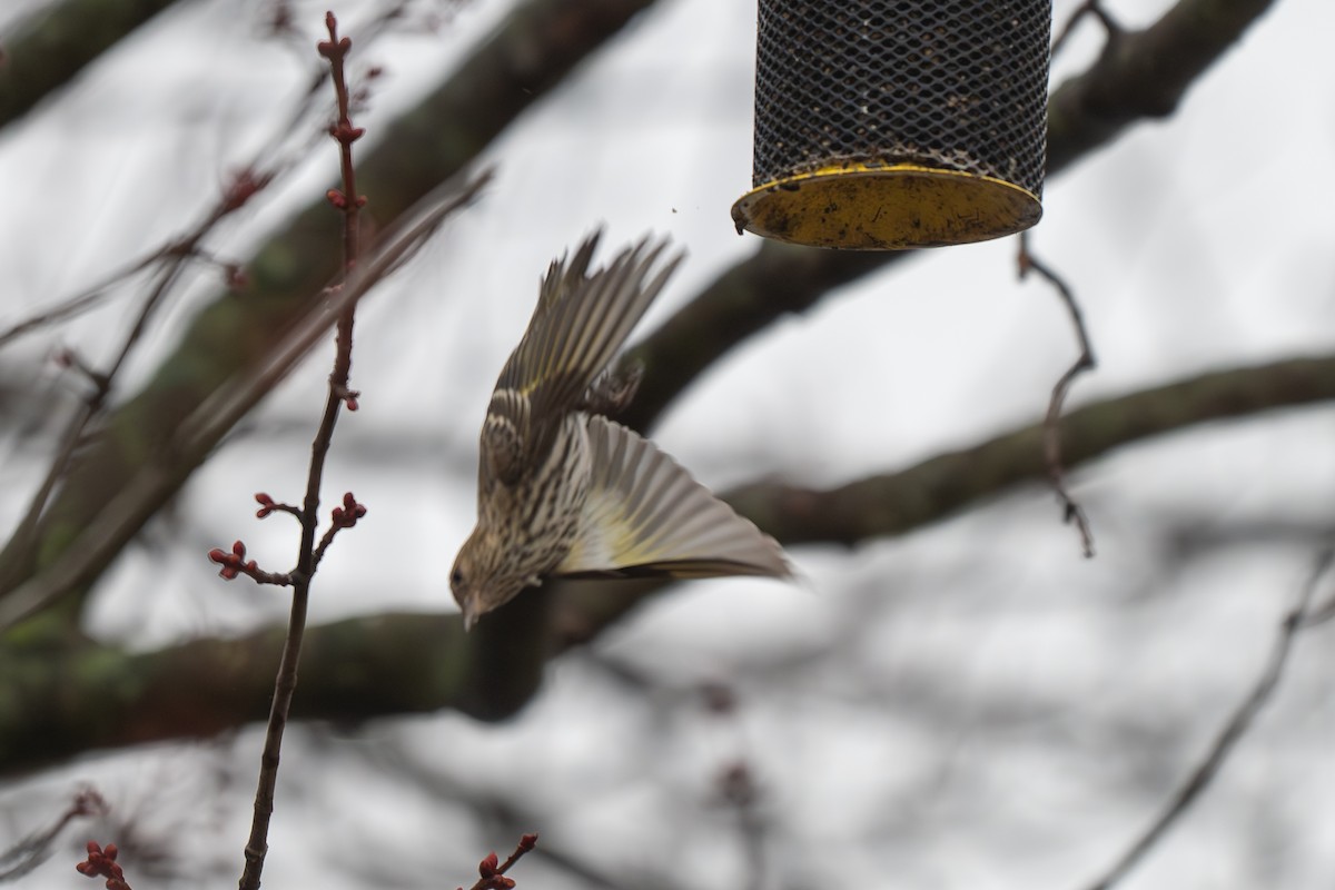 マツノキヒワ - ML652599076