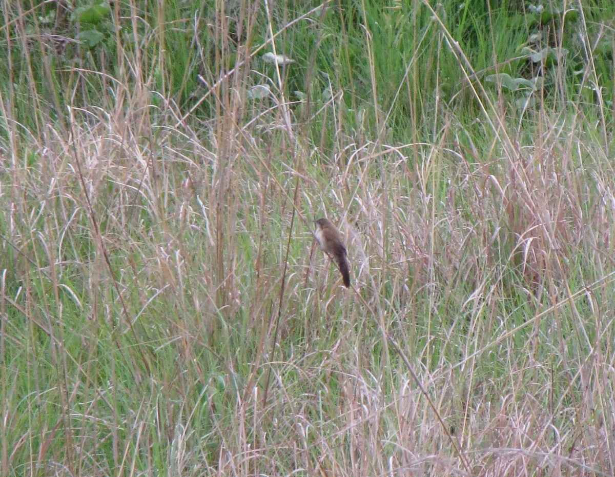 Fan-tailed Grassbird - ML652599081