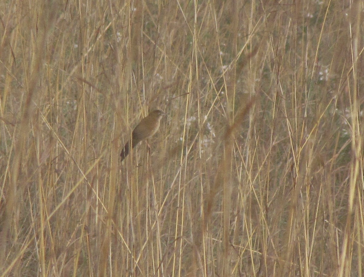Fan-tailed Grassbird - ML652599082