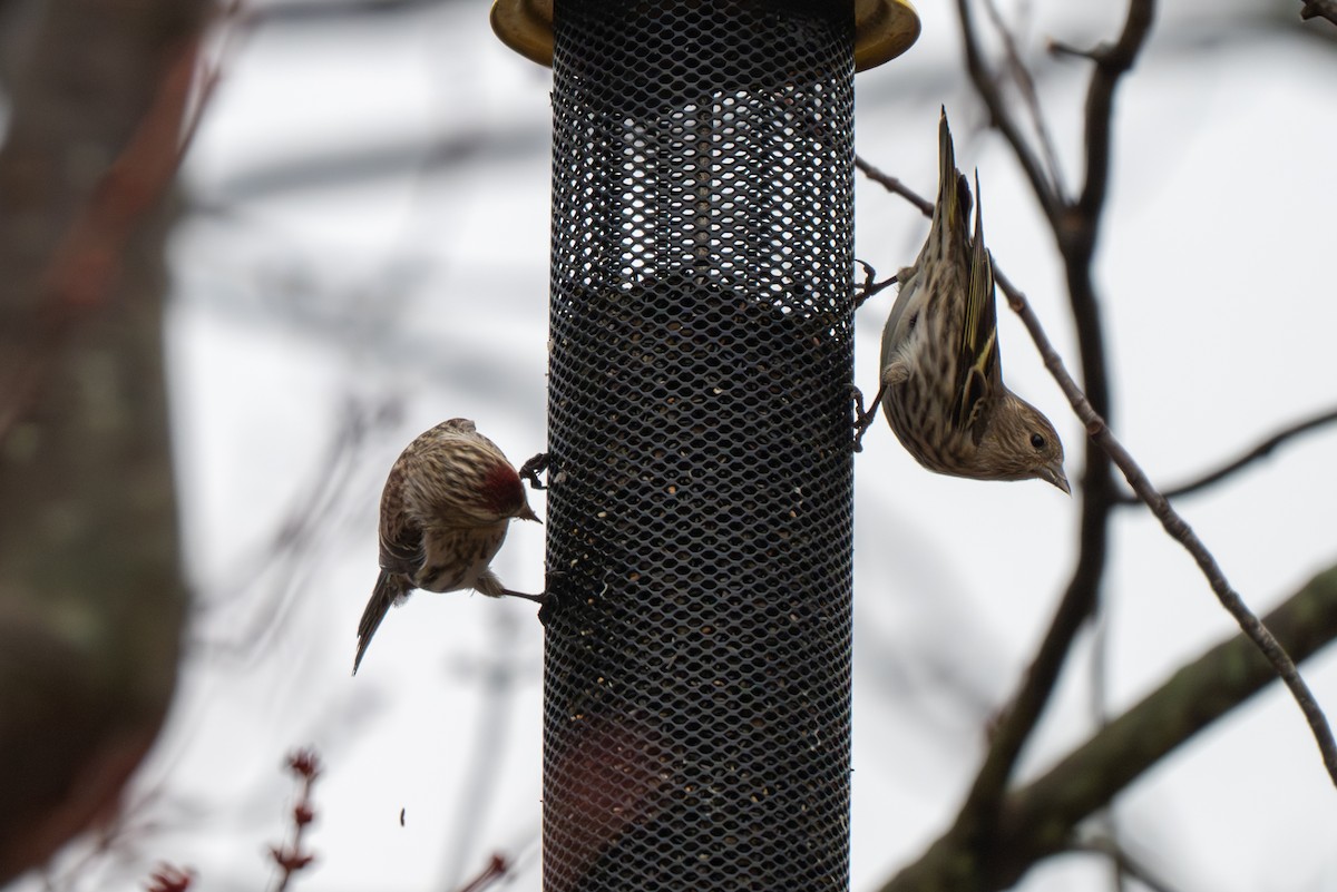 マツノキヒワ - ML652599144