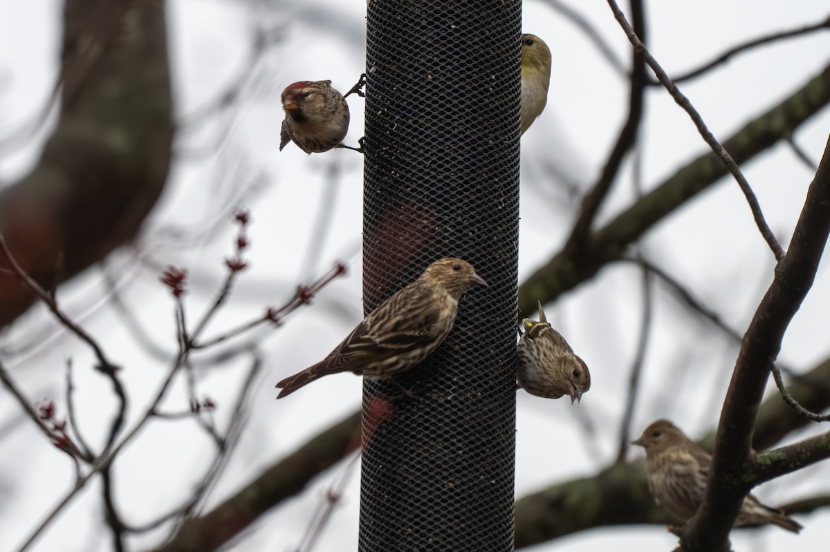 マツノキヒワ - ML652599195