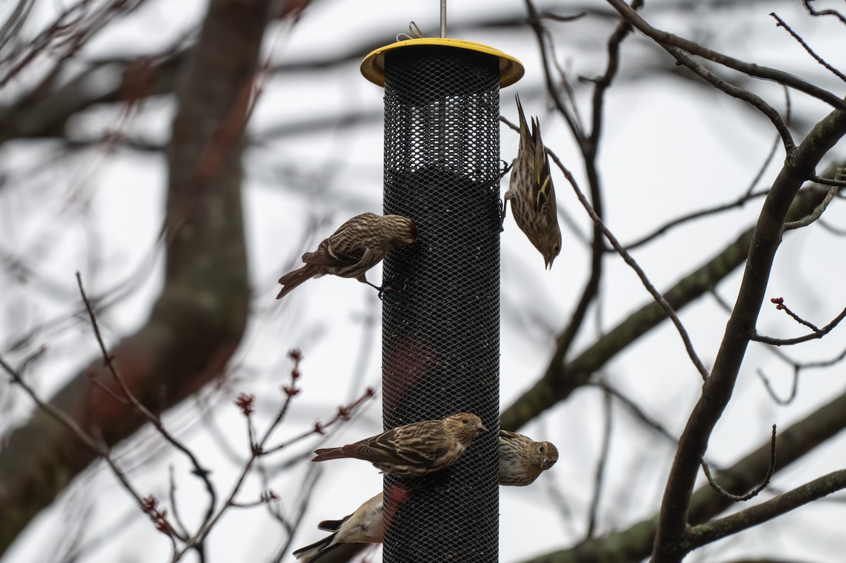 マツノキヒワ - ML652599196