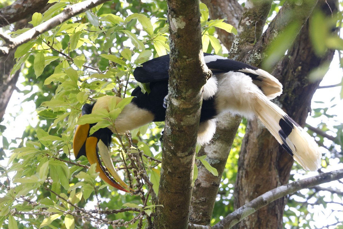 オオサイチョウ - ML652599256