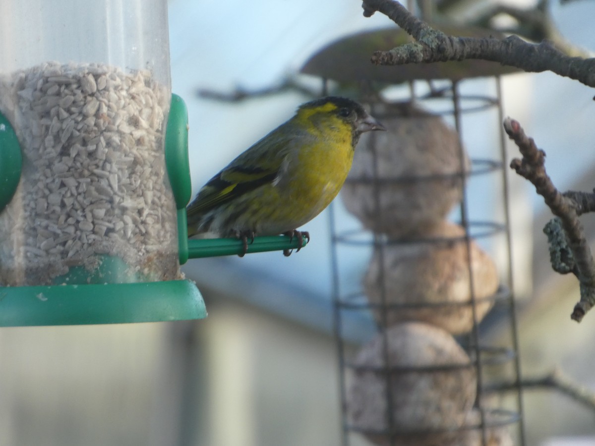 Чиж - ML652599334