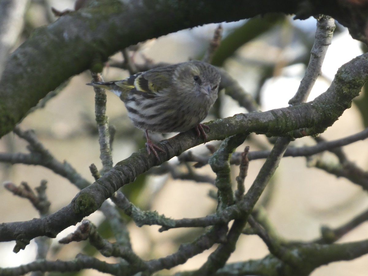 Чиж - ML652599335