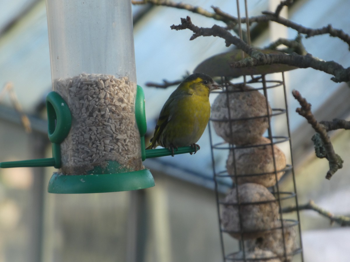 Чиж - ML652599336