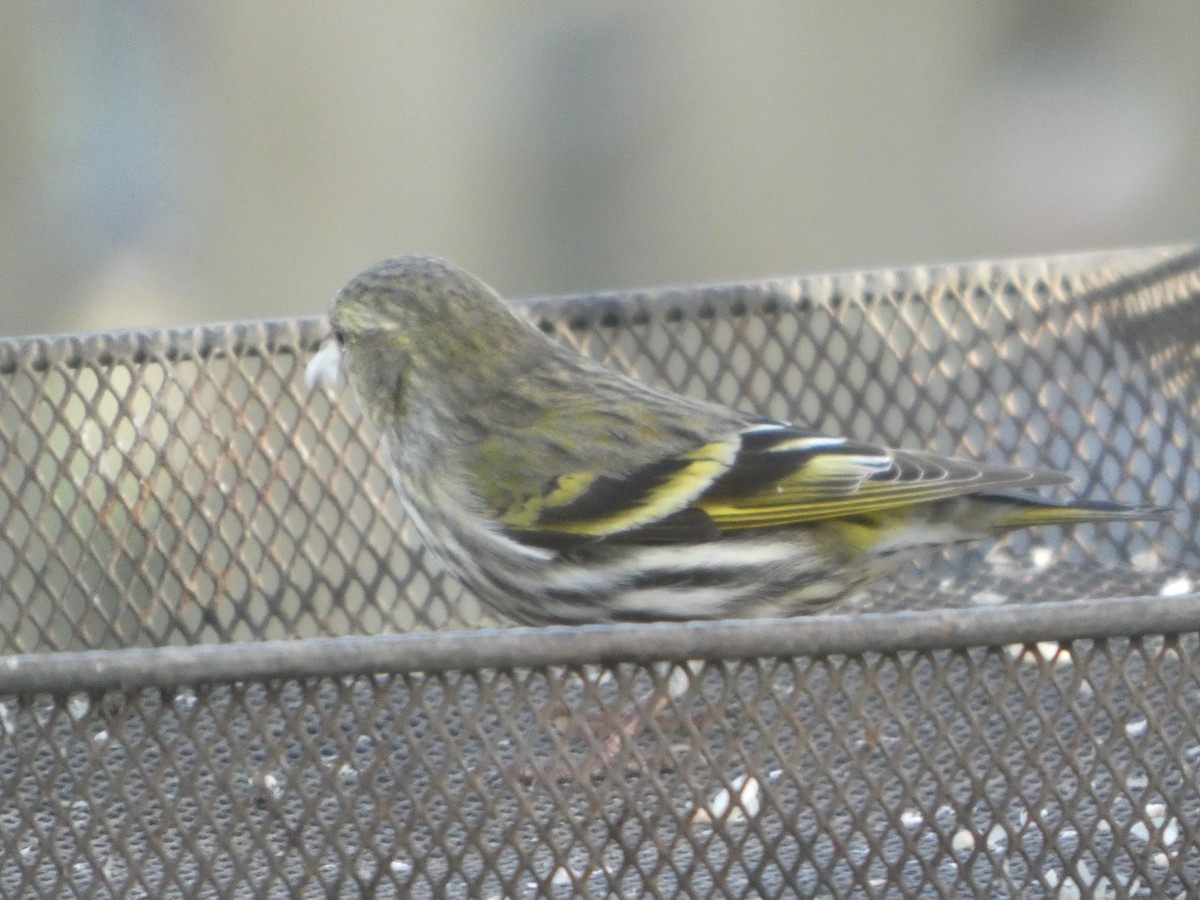 Чиж - ML652599337