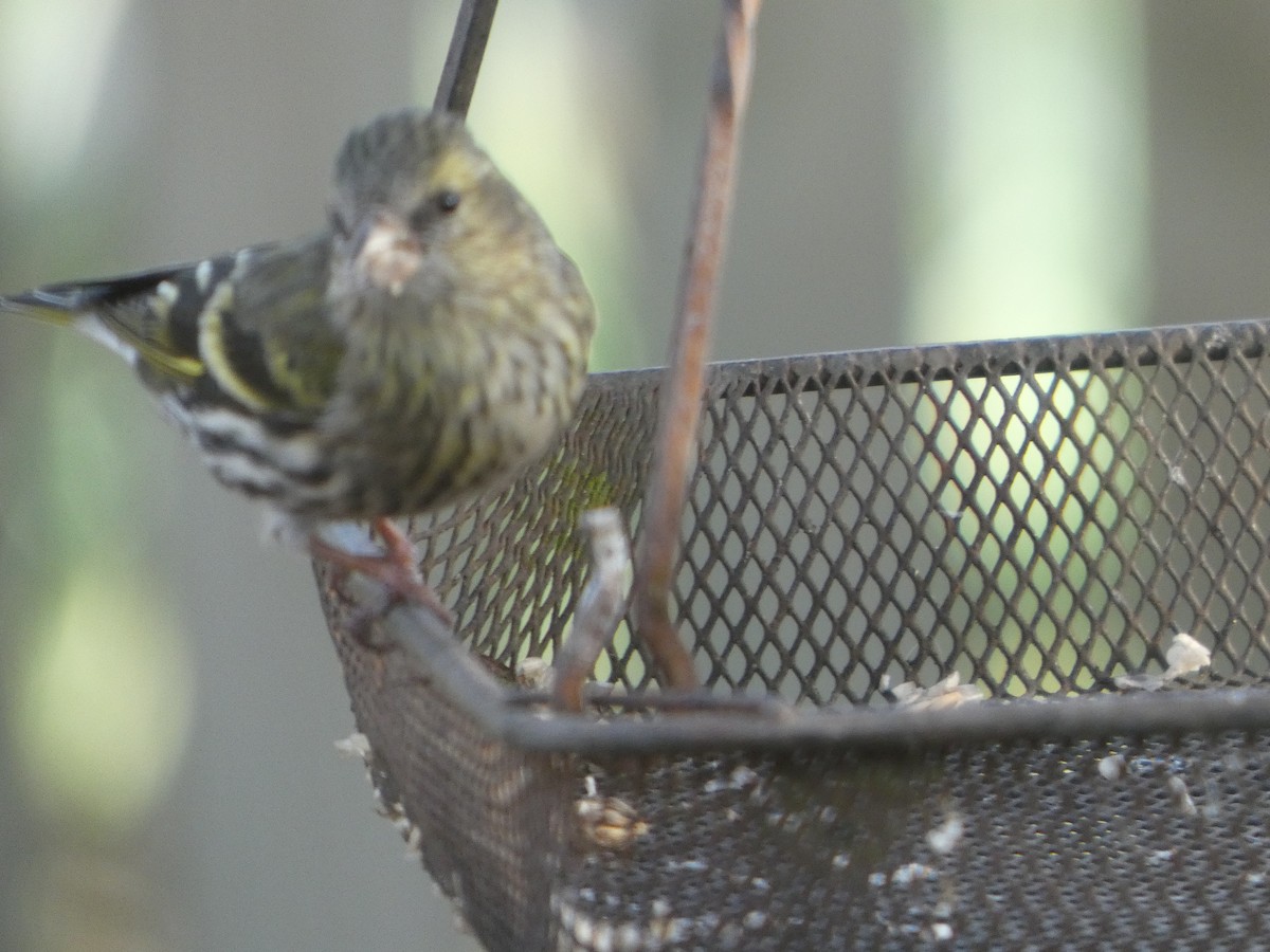 Чиж - ML652599338