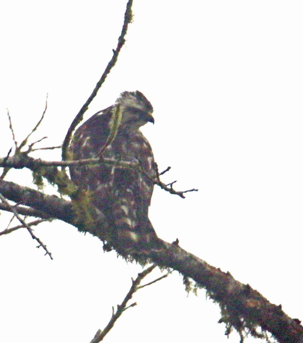 Broad-winged Hawk - ML652599360