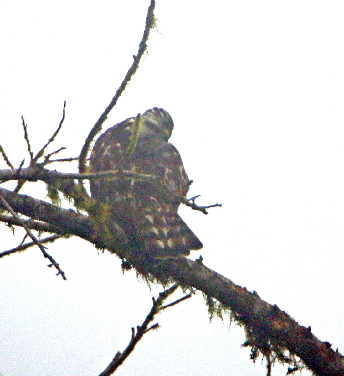 Broad-winged Hawk - ML652599361