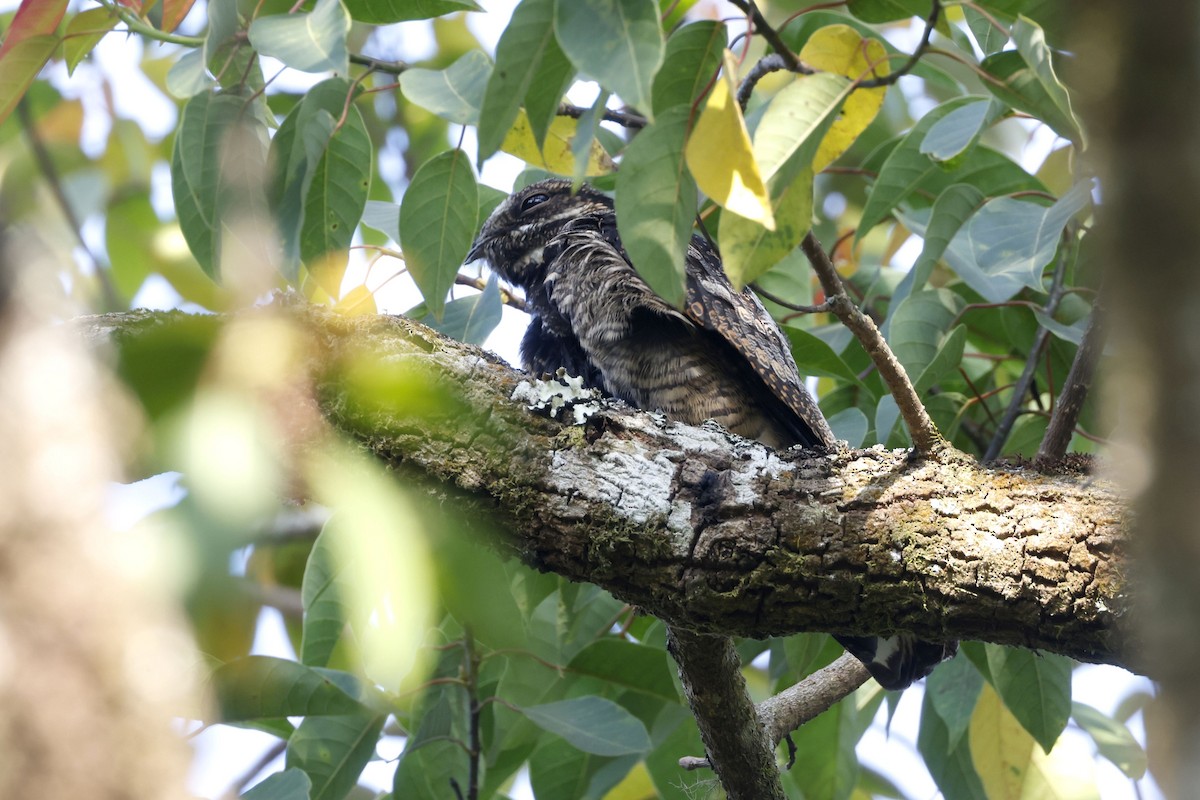 ヨタカ - ML652599558