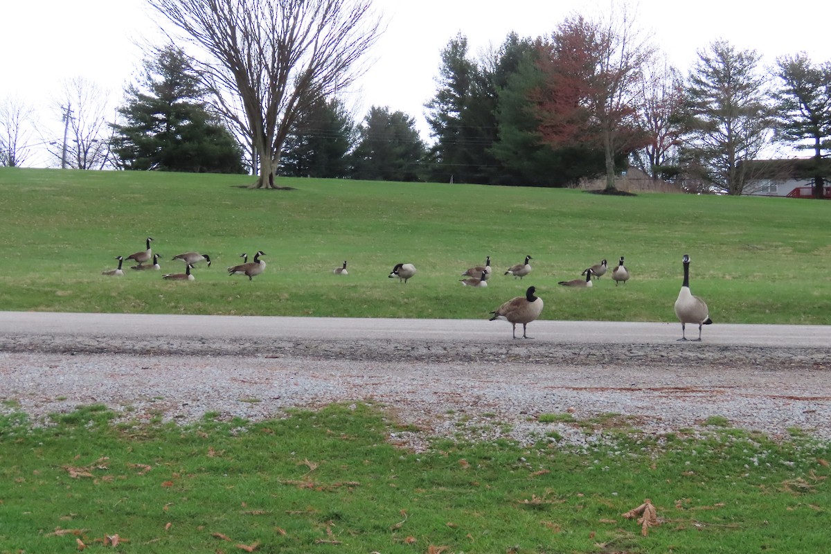 Canada Goose - ML652599662