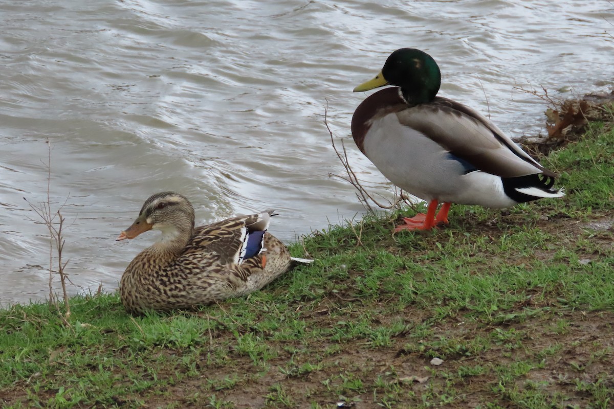 Mallard - ML652599689