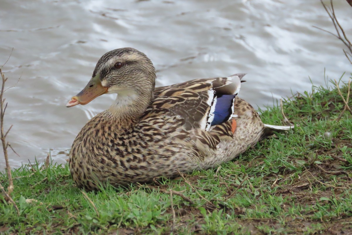 Mallard - ML652599703