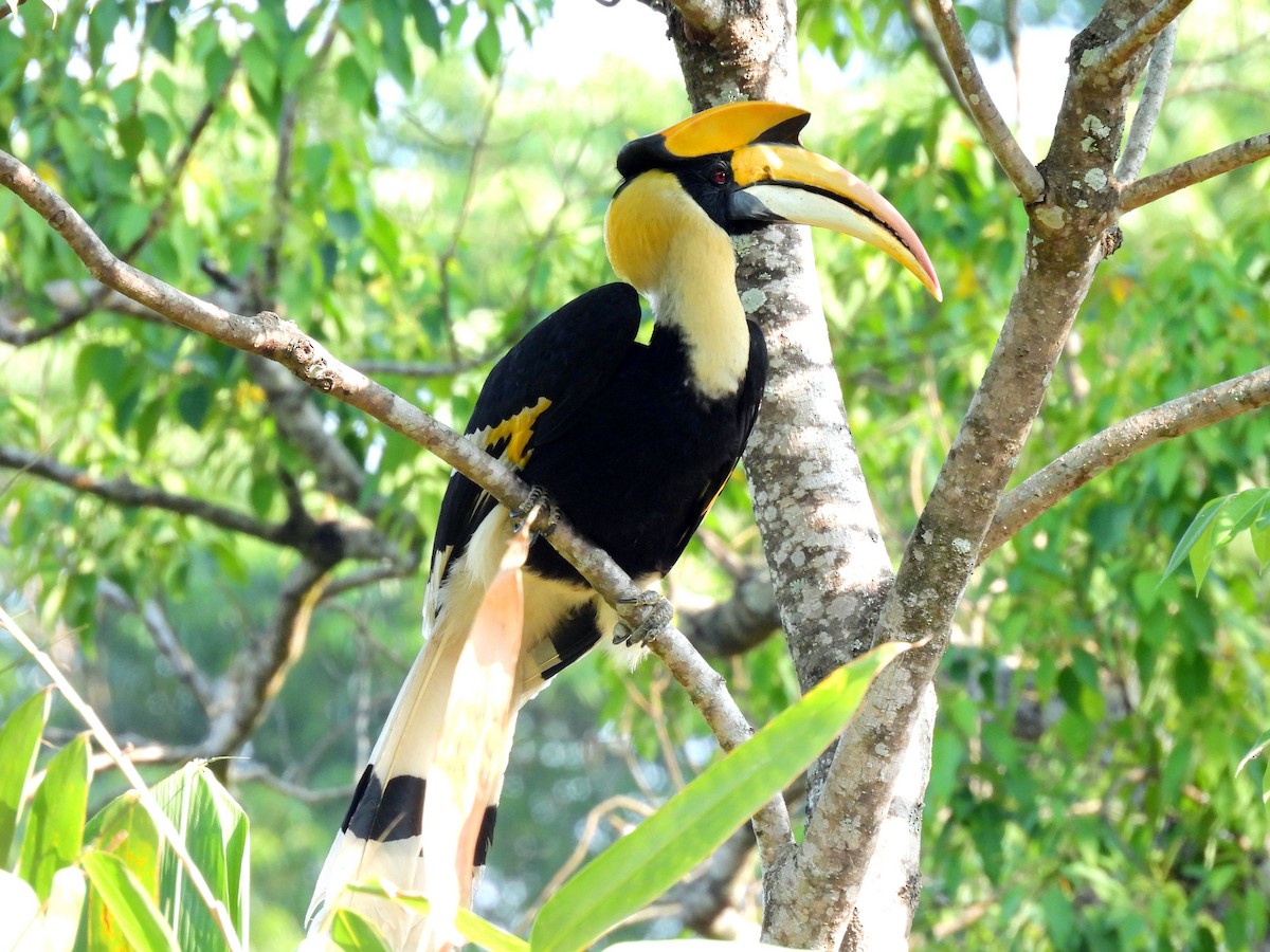 オオサイチョウ - ML652599711