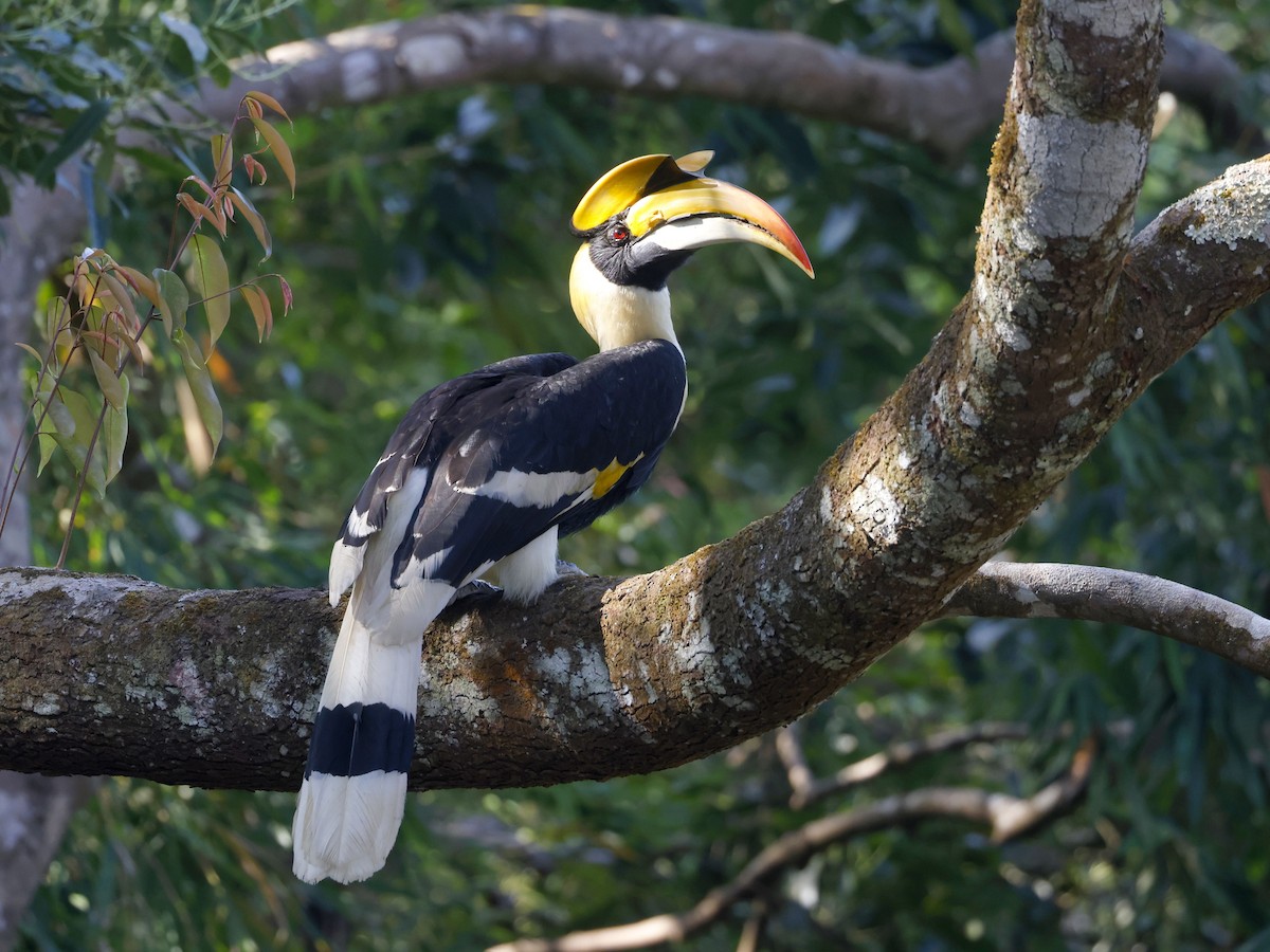 オオサイチョウ - ML652599712