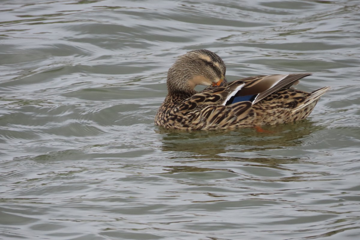 Mallard - ML652599714