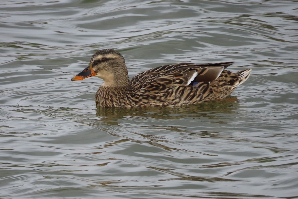 Mallard - ML652599733