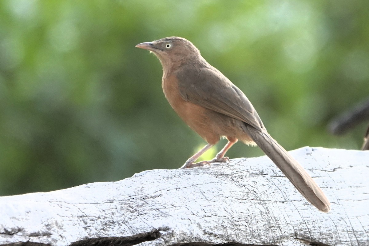 Rufous Chatterer - ML652599734