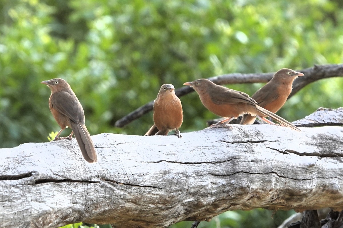 Rufous Chatterer - ML652599735