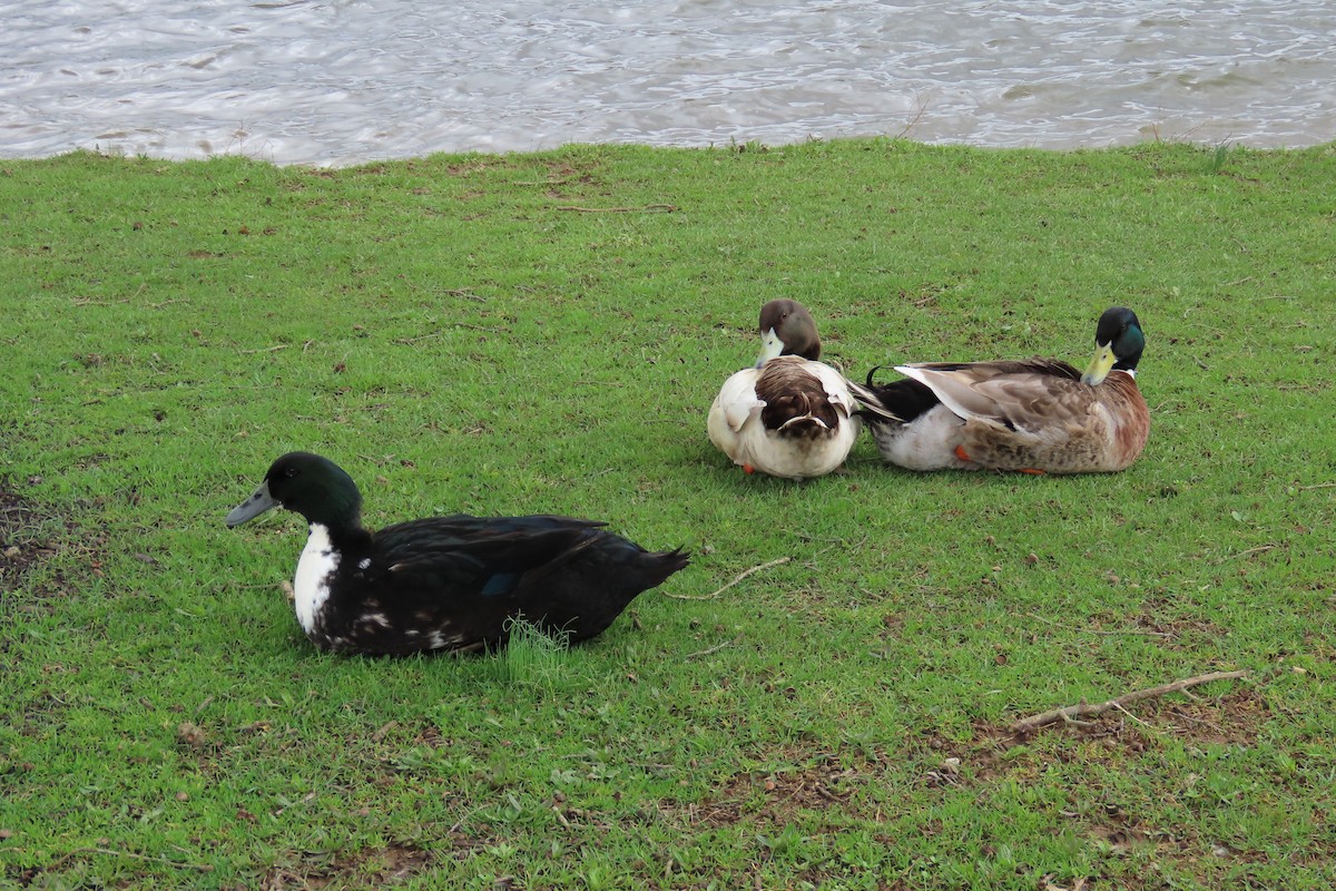 Mallard (Domestic type) - ML652599749