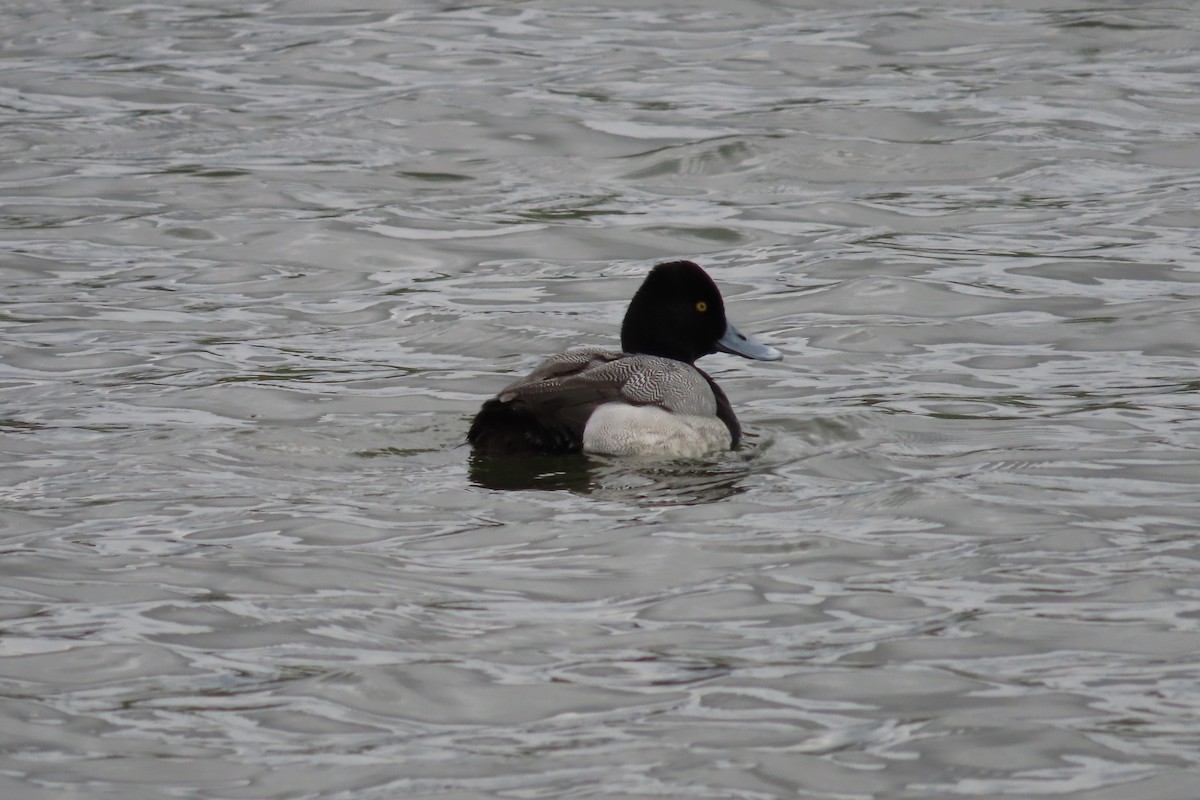Lesser Scaup - ML652599766