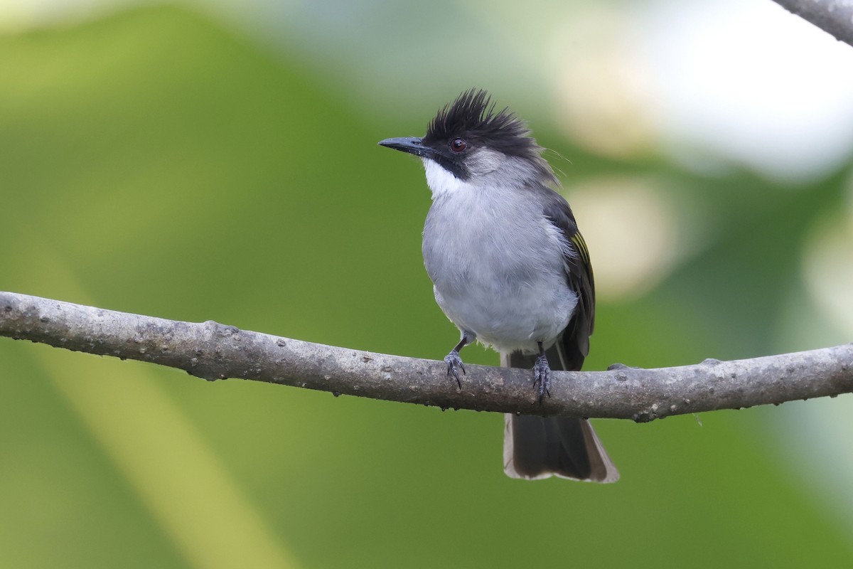 キバネヒヨドリ - ML652599769