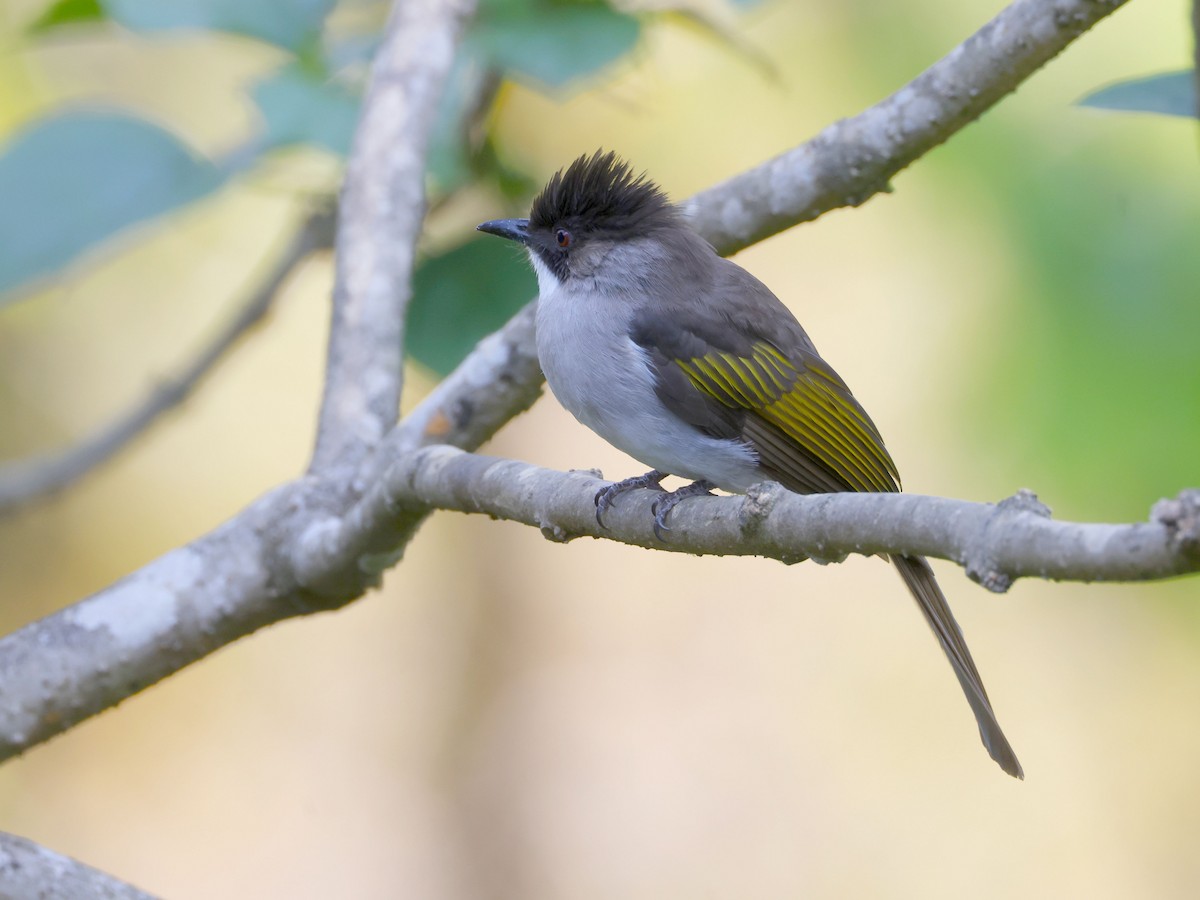 キバネヒヨドリ - ML652599770