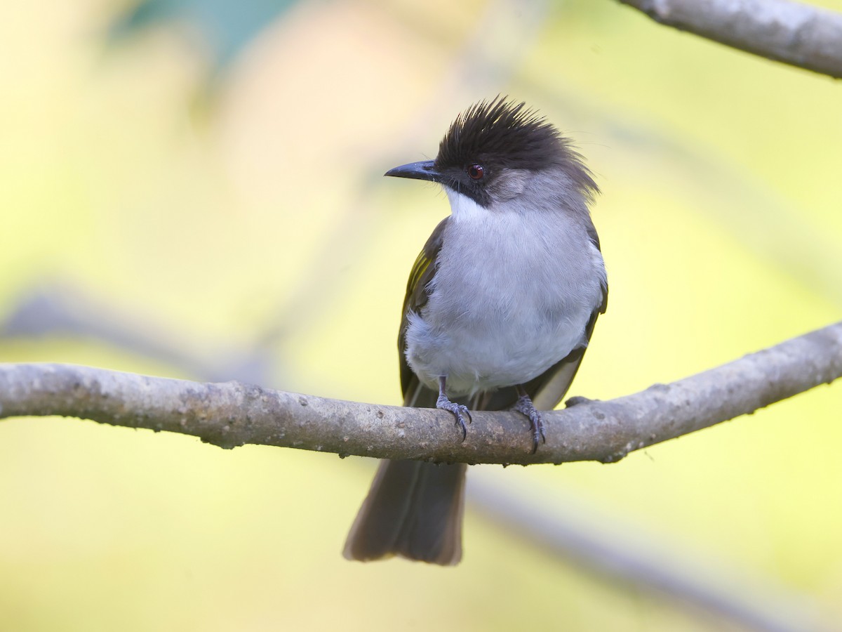 キバネヒヨドリ - ML652599771