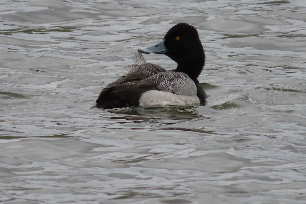 Petit Fuligule - ML652599778