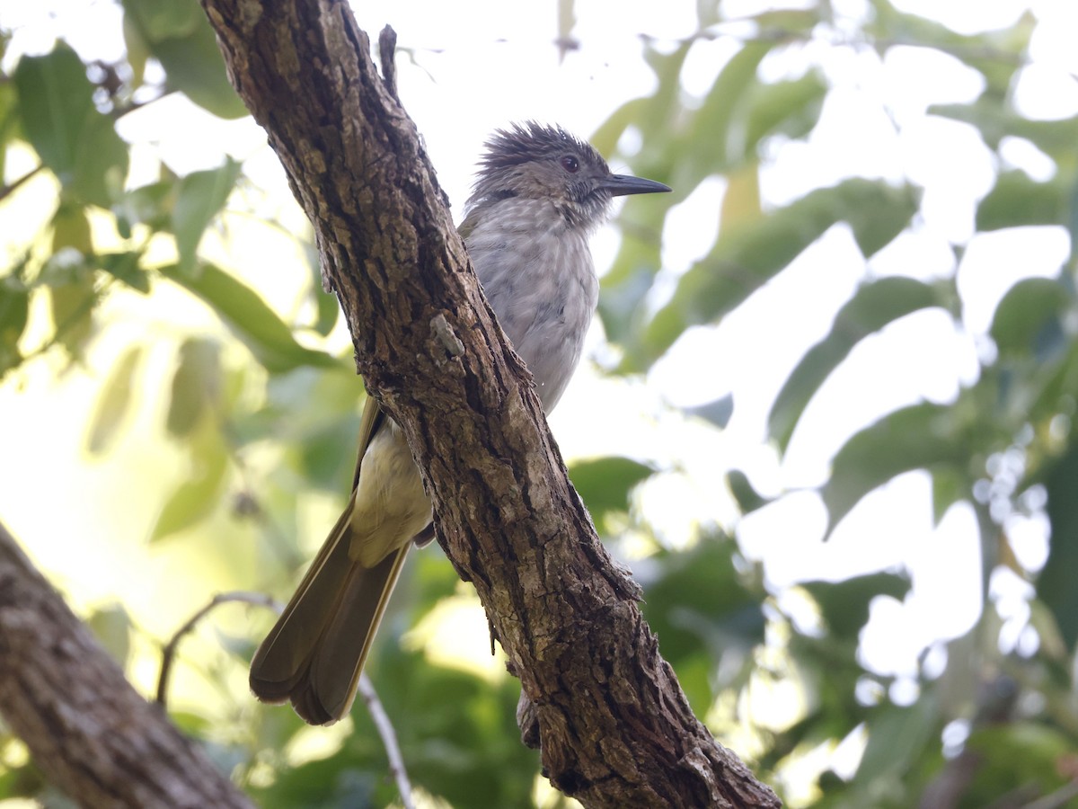 ミヤマヒヨドリ - ML652599782