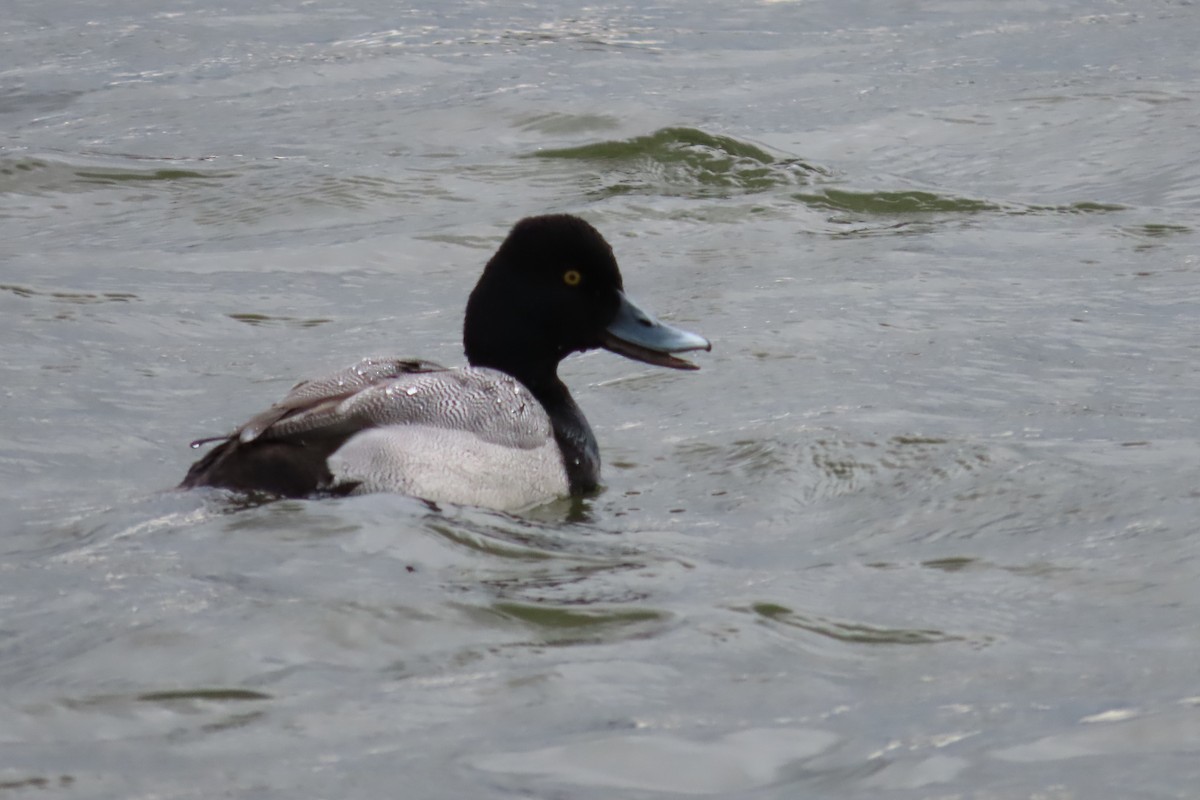 Petit Fuligule - ML652599790