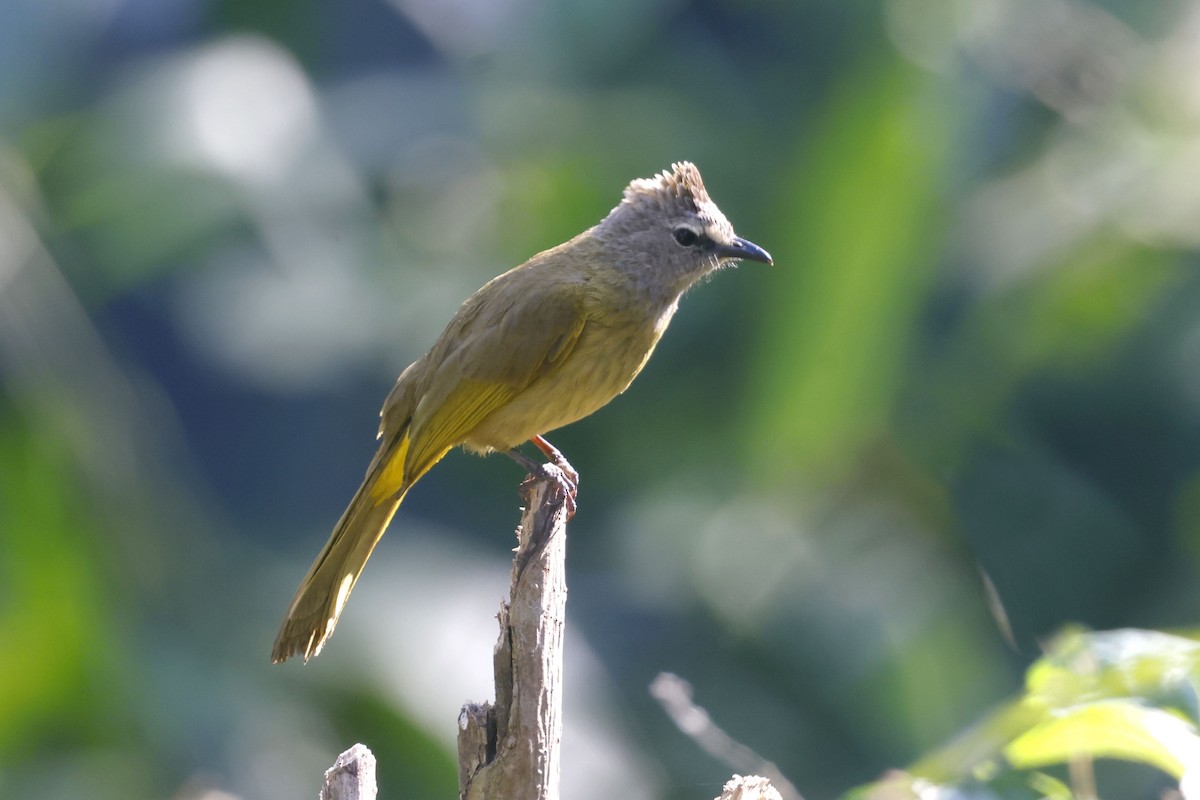 カオジロヒヨドリ - ML652599803