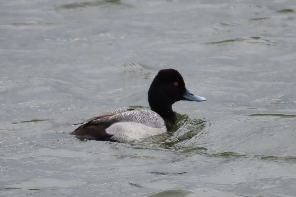 Petit Fuligule - ML652599806