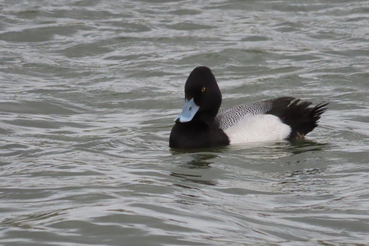 Petit Fuligule - ML652599823