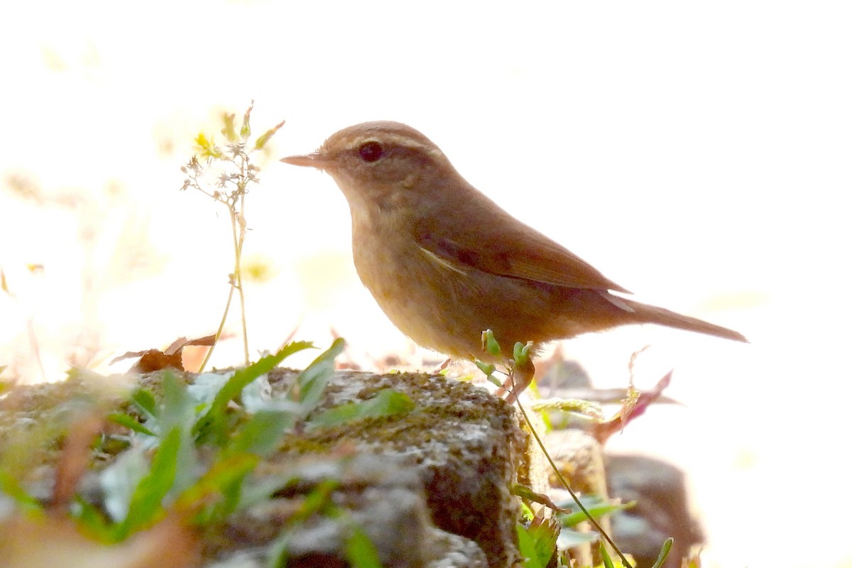 カラフトムジセッカ - ML652599824