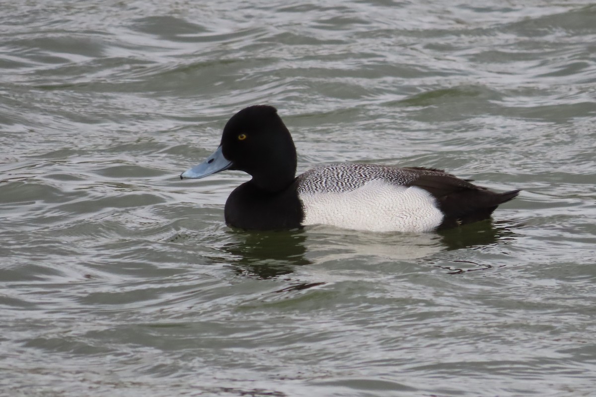 Petit Fuligule - ML652599837