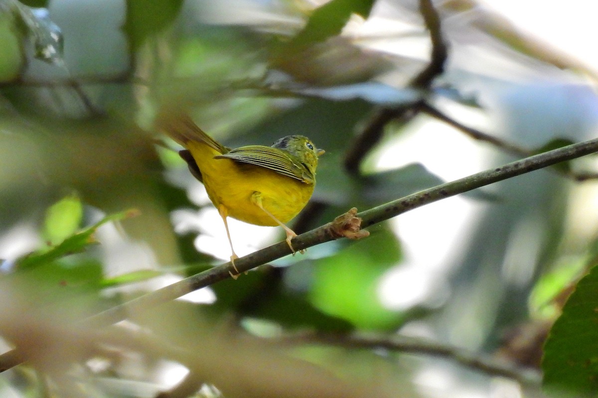 ムジオモリムシクイ - ML652599846