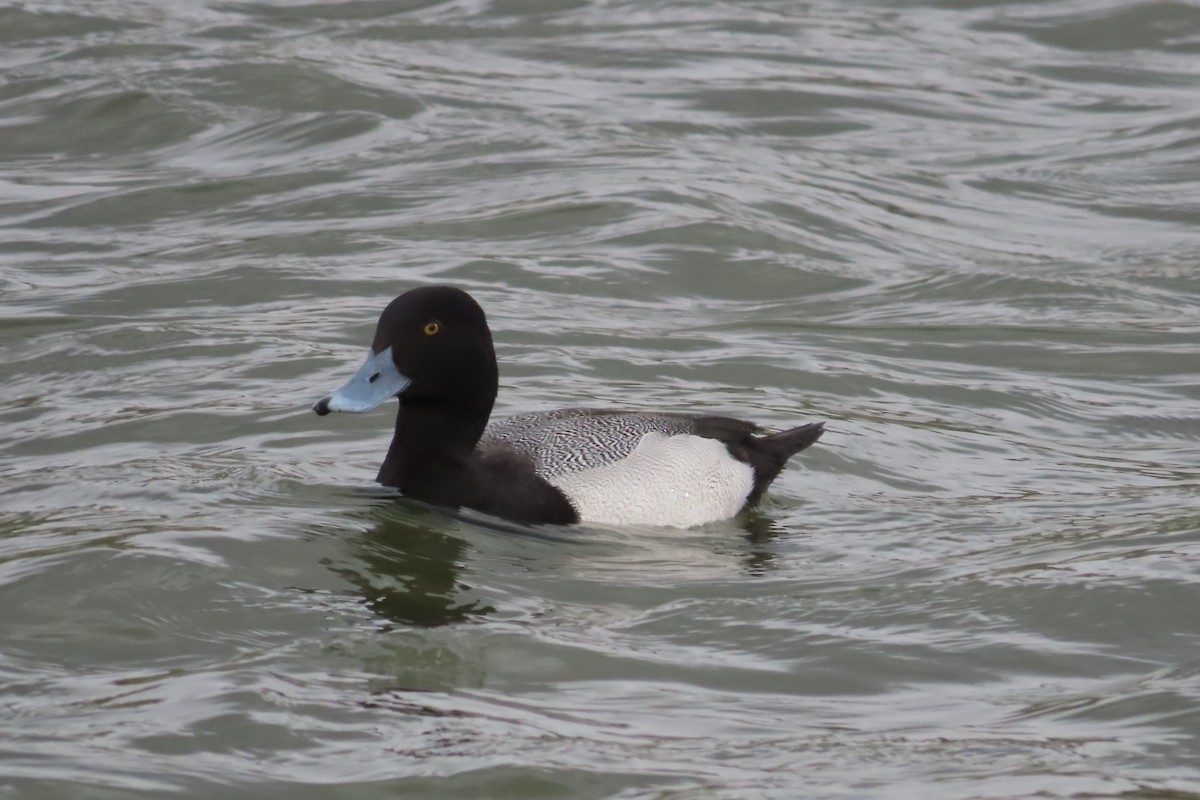 Petit Fuligule - ML652599851