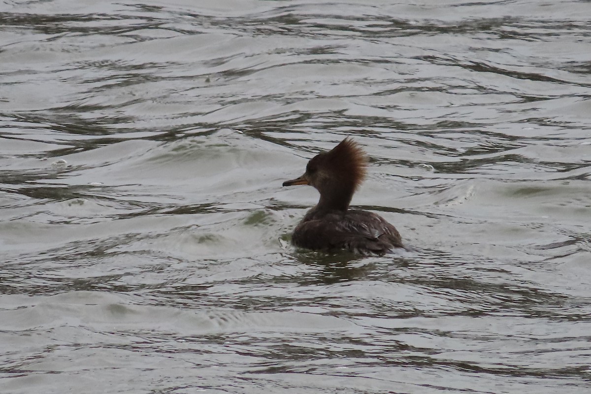 Harle couronné - ML652599877