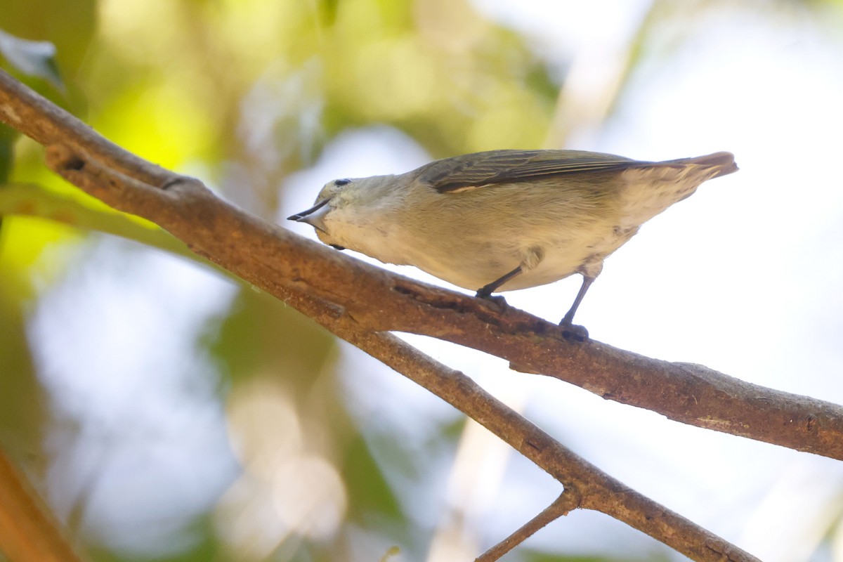 ムジハナドリ - ML652599878