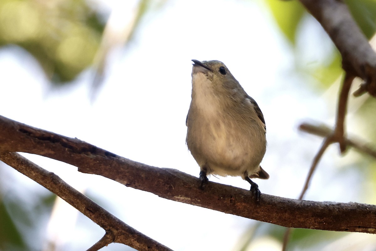 ムジハナドリ - ML652599879